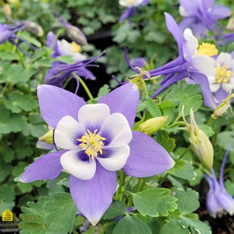 Aquilegia X Earlybird™ Blue White Columbine From Home Nursery