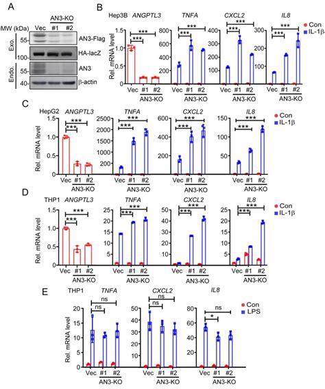 Knockout Of Angptl Potentiates Il Induced Nf B Activation