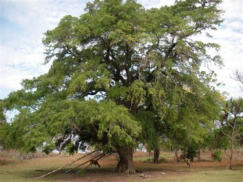 Tamarind Tamarindus Indica Fruit Tree Edible Fruit Bonsai 5 Se