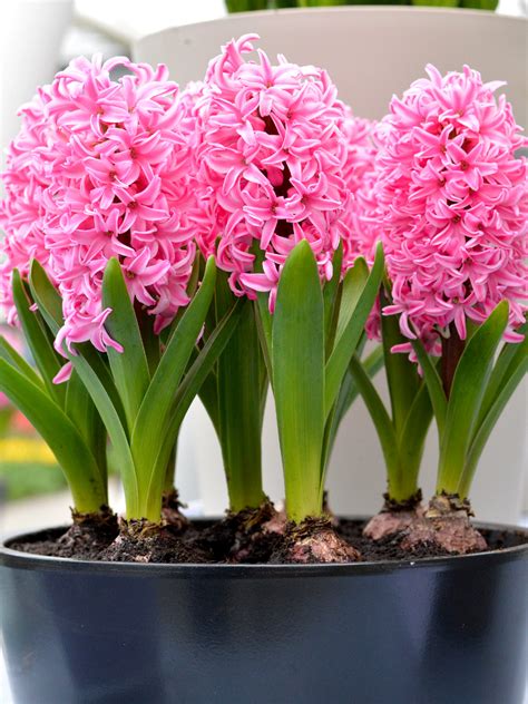 Hyacinth Pink Pearl Dutchgrown™ Top Quality Hyacinth Bulbs