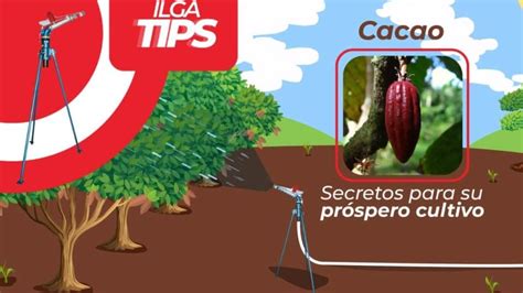 El Arte De Plantar Cacao Consejos Y Secretos Para Un Cultivo Exitoso