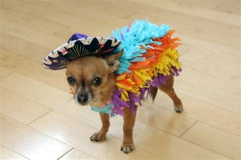 The Perfect Halloween Costume for a Little Chihuahua - Neatorama