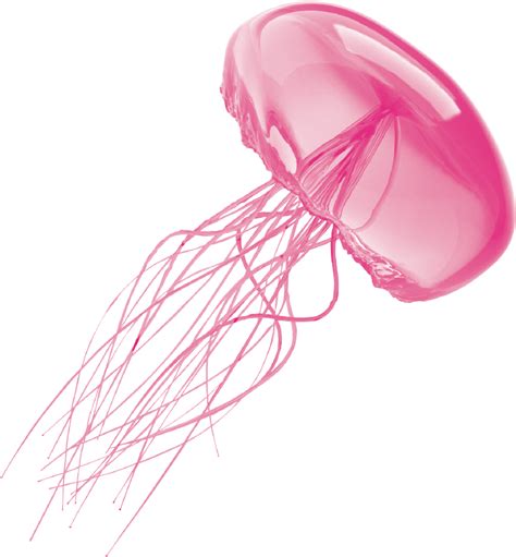 Jellyfish PNG Images Transparent Free Download