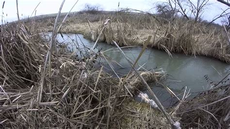 Season 1 Episode 1 Muskrat Trapping Youtube