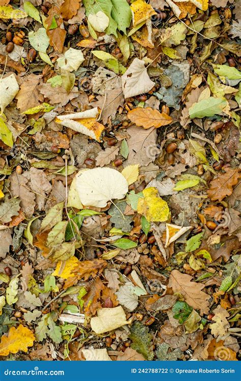 Autumn Leaves On Forest Floor Stock Photo Image Of Closeup Green