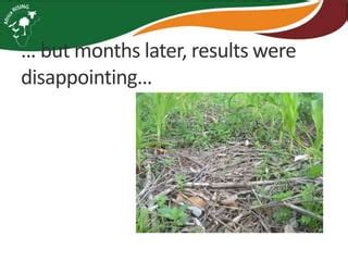 Sustainable Intensification Through The Doubled Up Legume Technology Ppt