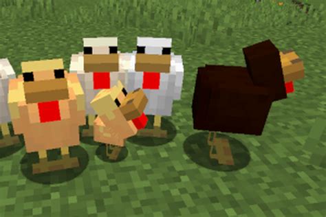 The chicken variety pack Minecraft Texture Pack