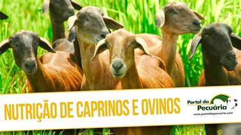 Nutrição de caprinos e ovinos YouTube