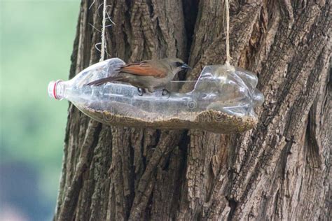 Comederos Y Bebederos Para Aves Elaborados Con Botellas De Pl Stico