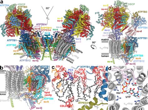 The T Brucei Atp Synthase Structure With Lipids And Ligands A Front