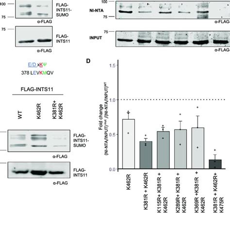 Integrator Subunits Are Modified By Sumo Conjugation In Human Cultured