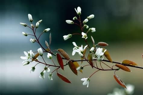 Poze Copac Natură Ramură Plantă Alb Fruct Petală A Inflori