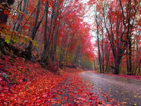 K K Autumn Forests Trees Foliage Hd Wallpaper Rare Gallery