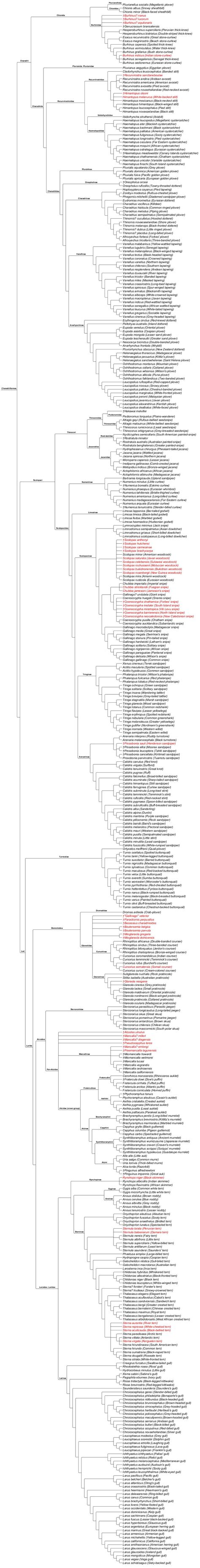 Charadriiformes Cladogram by PaleoNerd1905 on DeviantArt