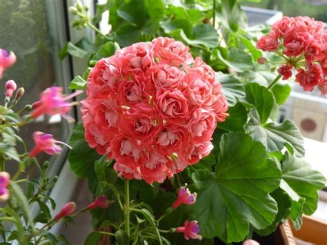 1000+ images about Pelargonium ***Пеларгония*** on Pinterest