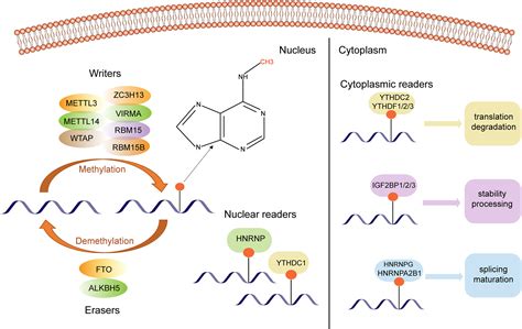 N Methyladenosine Modification In Ischemic Stroke Functions