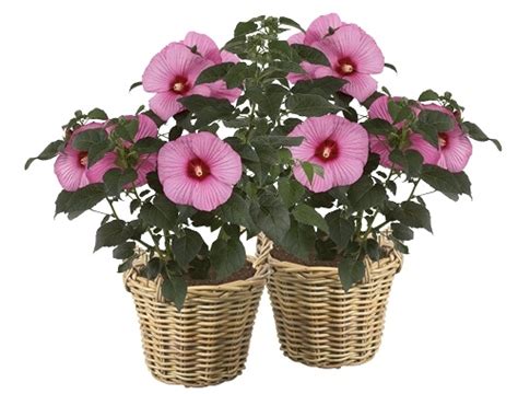 Hibiscus Suniq XXL Extreme Eyecatcher GroenRijk Geldrop