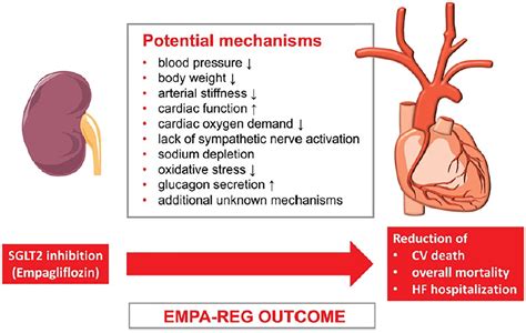 Mechanisms Linking Empagliflozin To Cardiovascular And Renal Protection