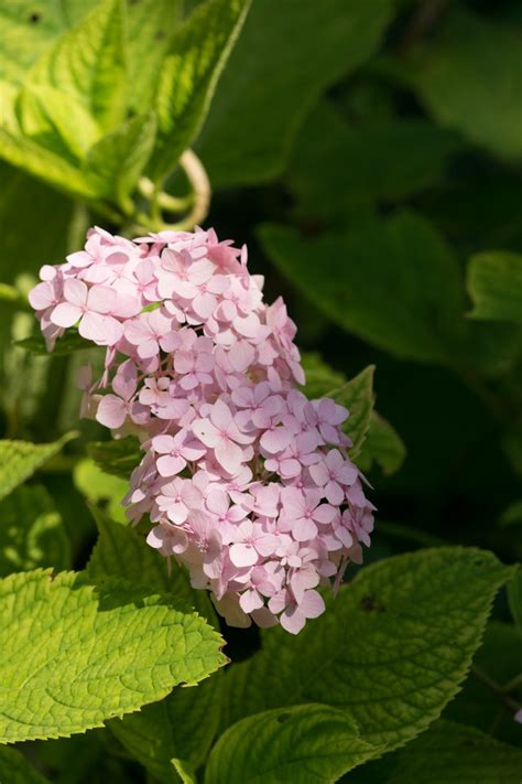 Garten Navi Garten Bauern Hortensie Hydrangea Macrophylla