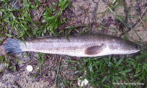 Fish And Fishing In Tanjung Leman Freshwater Fish Identification