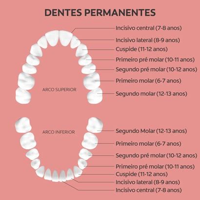 Anatomia Dos Dentes Colgatetalks The Best Porn Website