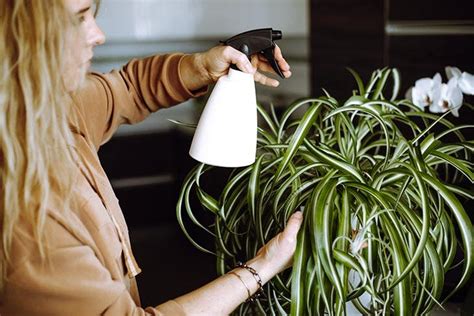 Piante Da Interno Che Eliminano L Umidit Ed Evitano Il Rischio Di