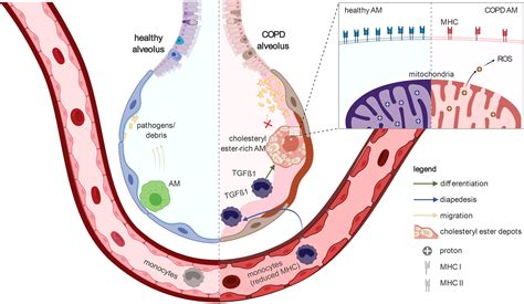 Frontiers Alveolar Macrophages In Early Stage Copd Show Functional