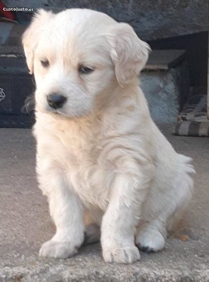 Macho Femea Golden Retriever Animais Fevereiro Clasf