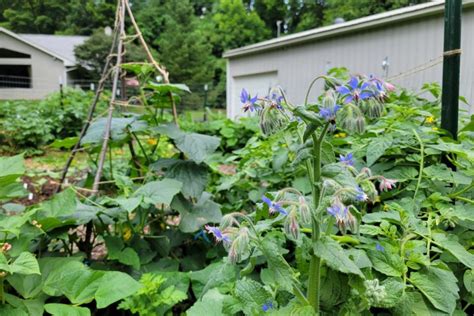 Reasons To Grow Borage Ways To Use It