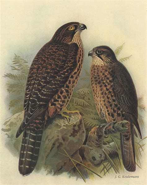 New Zealand Falcon Painting by Dreyer Wildlife Print Collections - Fine Art America