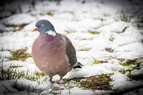 Bird Wood Pigeon Ornithology - Free photo on Pixabay - Pixabay