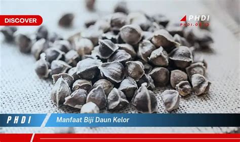 Ketahui Manfaat Biji Daun Kelor Yang Jarang Diketahui