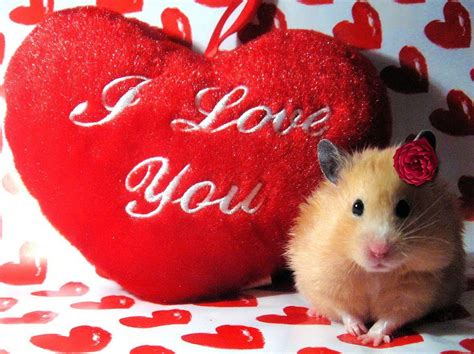 Cute Animal Valentines Wallpapers - Wallpaper Cave