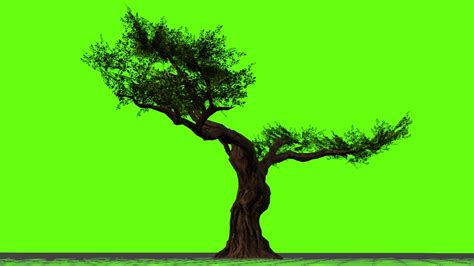 Tree Green Screen