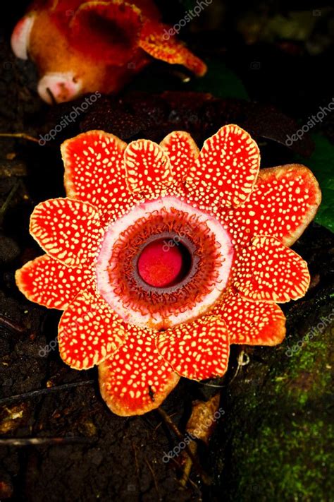 Rafflesia flower largest Stock Photo by ©kongsky 11221963