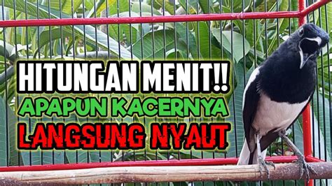 Pancingan Suara Kacer Gacor Ngeplong Ini Dijamin Bikin Kacer Apasaja