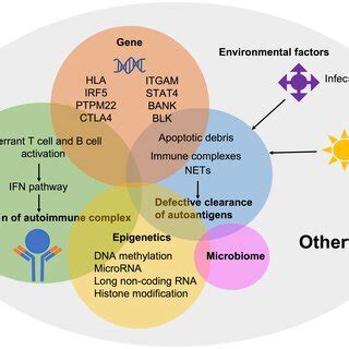 Fecal Microbiota Regulates The Polarity Of T Helper Cells In The