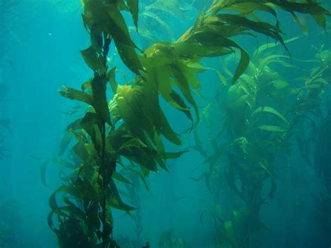 Monterey Bay National Marine Sanctuary Visit San Simeon