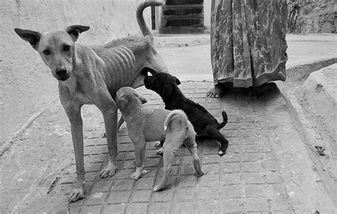 Valiente Perra Y Sus Cachorros Encuentran Amor Y Felicidad En Un