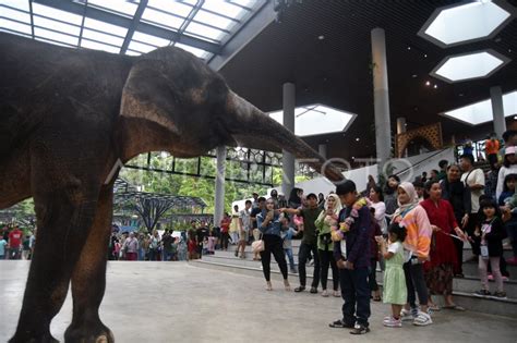 Wisata Satwa Taman Safari Indonesia Di Bogor Antara Foto