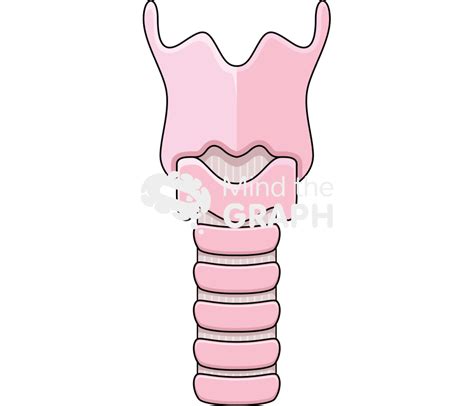 Trachea Front