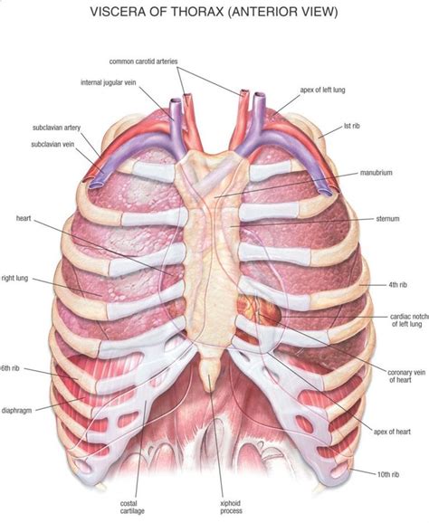 Human Anatomy101 Human Anatomy And Physiology Human Anatomy