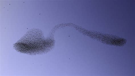 Thousands of starlings form 'bent spoon' swarm over Israel | Live Science