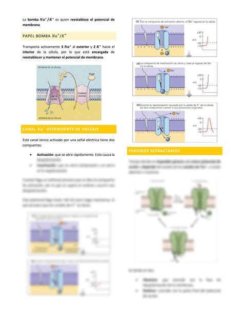 Solution Canales I Nicos Y Potencial De Membrana Parte Ii Studypool