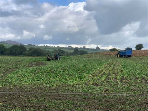 Tips For Growing And Feeding Fodder Beet Agriland Ie