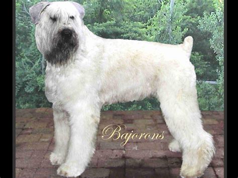 Bajoron Bouvier Des Flandres Bouvier Des Flandres Puppies For Sale