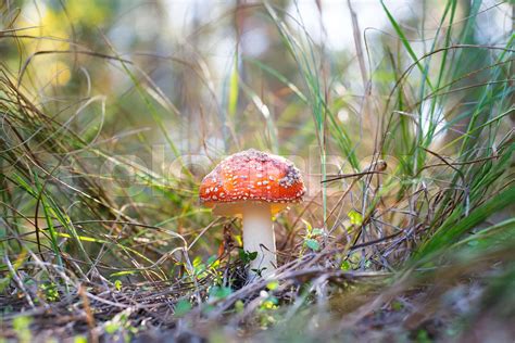 Red And White Poisonous Mushroom Called Amanita Muscaria Or Fly Agaric