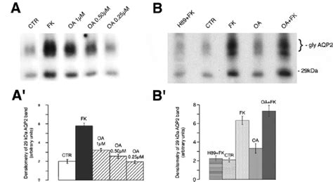 In Vivo Phosphorylation Of Aqp In Intact Cd Cells A For Each