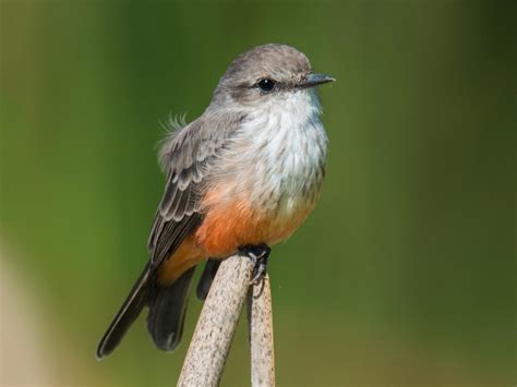 Vermilion Flycatcher Celebrate Urban Birds