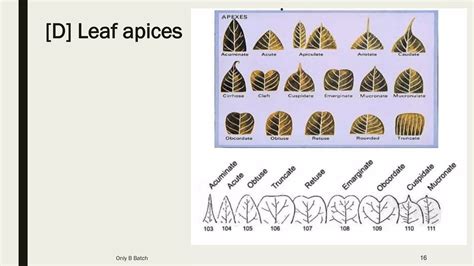 Morphology Of Leaf Ppt